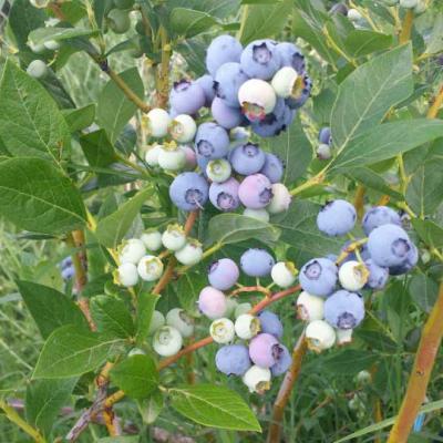 Plantation Blueberry Biodrama 03