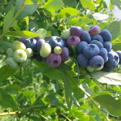 Plantation Blueberry Biodrama 05