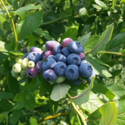 Plantation Blueberry Biodrama 06